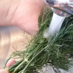 Sos od mirođije | Istaknuta slika 3/4 | Aromatičan, kremast, a, pri, tom, i, odličan, prilog, uz, razna, jela