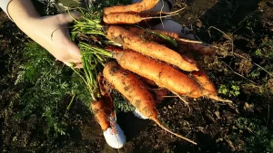 7 raznih priprema šargarepe i zdravstvene prednosti