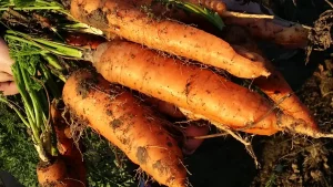 7 raznih priprema šargarepe i zdravstvene prednosti