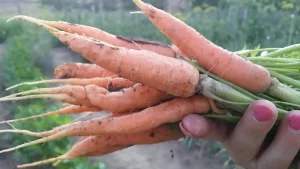 7 raznih priprema šargarepe i zdravstvene prednosti