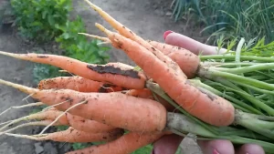 7 raznih priprema šargarepe i zdravstvene prednosti