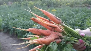 7 raznih priprema šargarepe i zdravstvene prednosti