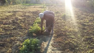 7 raznih priprema šargarepe i zdravstvene prednosti