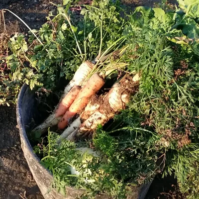 Korenasti peršun i 6 njegovih prednosti - 20/21 Korenasti peršun i 6 njegovih prednosti | Istaknuta slika 20/21 |