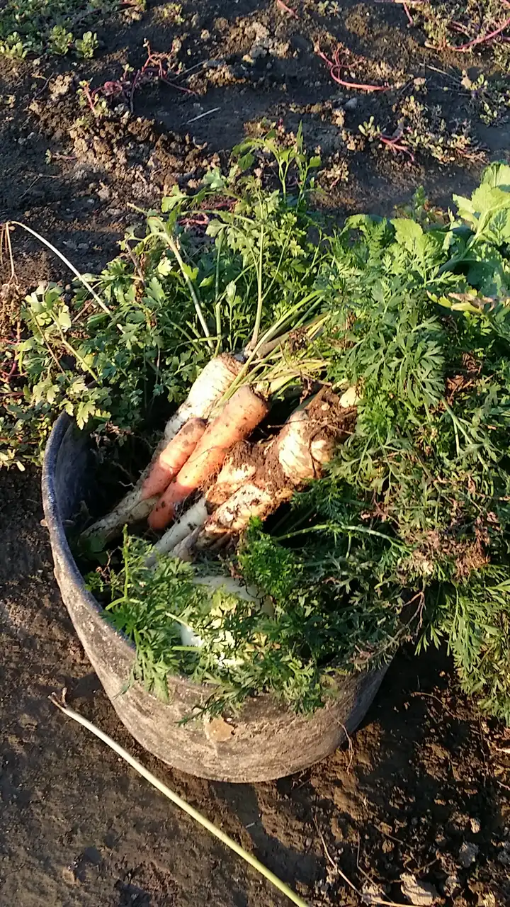 Korenasti peršun i 6 njegovih prednosti - 20/21 Korenasti peršun i 6 njegovih prednosti | Istaknuta slika 20/21 |