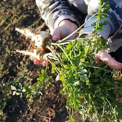 Korenasti peršun i 6 njegovih prednosti - 11/21 Korenasti peršun i 6 njegovih prednosti | Istaknuta slika 11/21 |