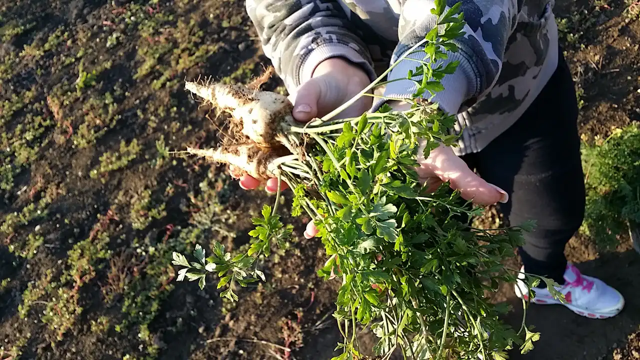 Korenasti peršun i 6 njegovih prednosti - 11/21 Korenasti peršun i 6 njegovih prednosti | Istaknuta slika 11/21 |