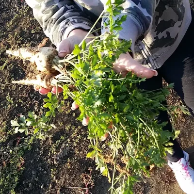 Korenasti peršun i 6 njegovih prednosti - 10/21 Korenasti peršun i 6 njegovih prednosti | Istaknuta slika 10/21 |