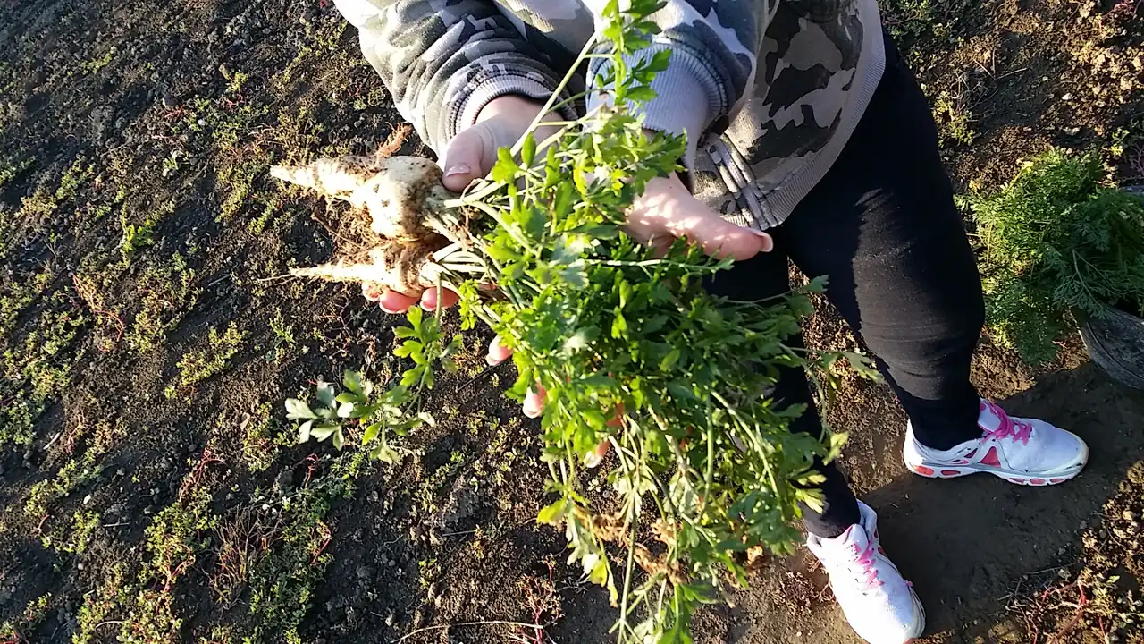 Korenasti peršun i 6 njegovih prednosti - 10/21 Korenasti peršun i 6 njegovih prednosti | Istaknuta slika 10/21 |