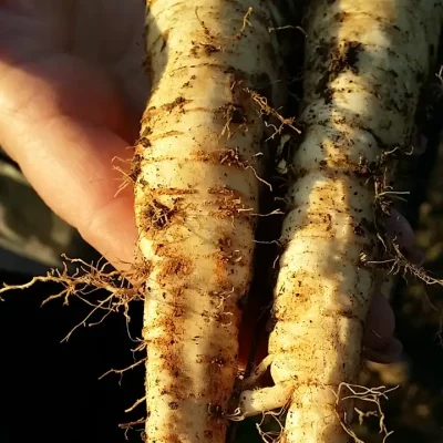 Korenasti peršun i 6 njegovih prednosti - 9/21 Korenasti peršun i 6 njegovih prednosti | Istaknuta slika 9/21 |