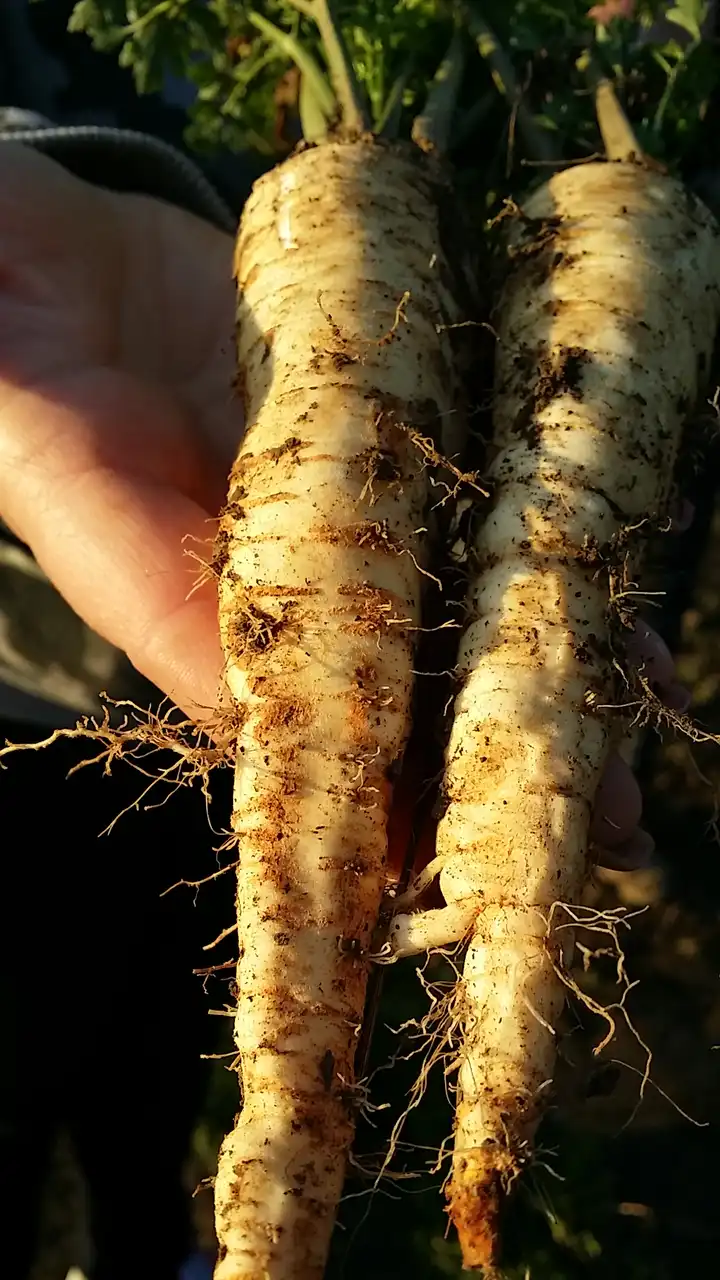 Korenasti peršun i 6 njegovih prednosti - 9/21 Korenasti peršun i 6 njegovih prednosti | Istaknuta slika 9/21 |