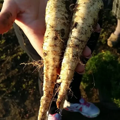 Korenasti peršun i 6 njegovih prednosti - 8/21 Korenasti peršun i 6 njegovih prednosti | Istaknuta slika 8/21 |