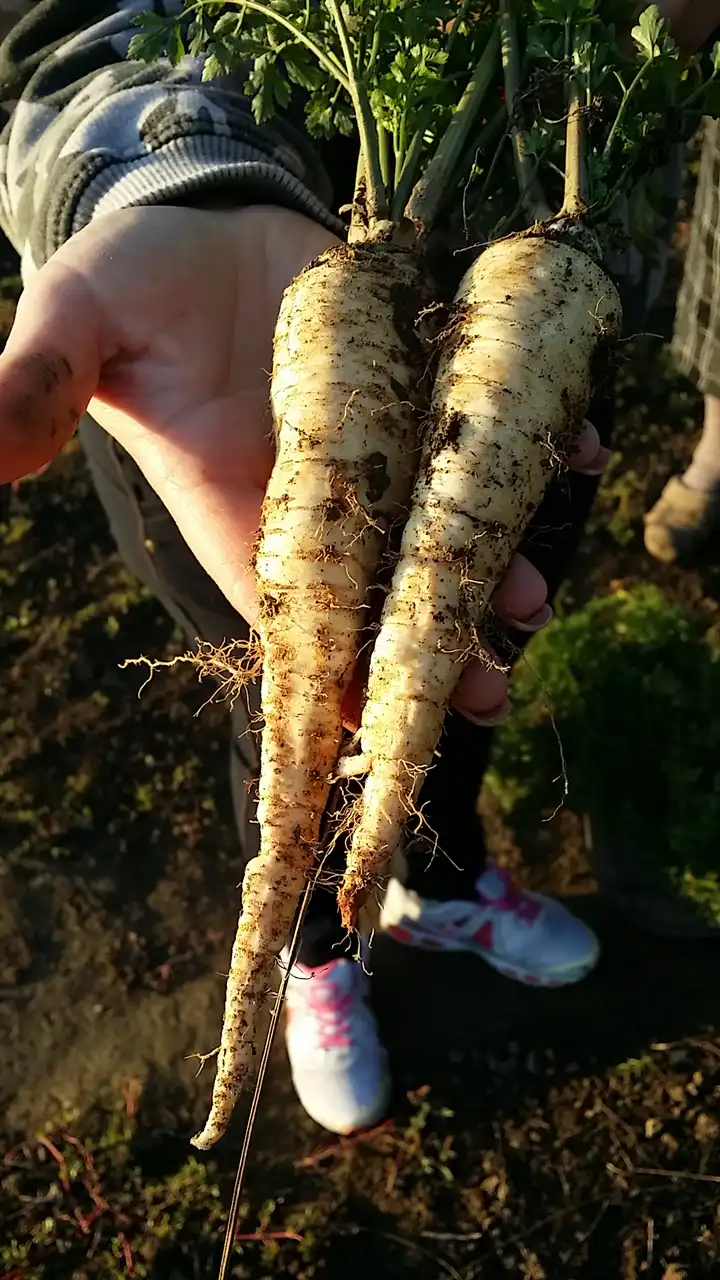 Korenasti peršun i 6 njegovih prednosti - 8/21 Korenasti peršun i 6 njegovih prednosti | Istaknuta slika 8/21 |