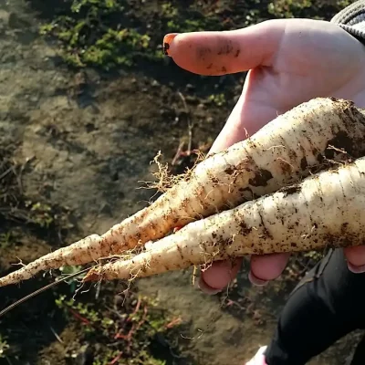 Korenasti peršun i 6 njegovih prednosti - 7/21 Korenasti peršun i 6 njegovih prednosti | Istaknuta slika 7/21 |