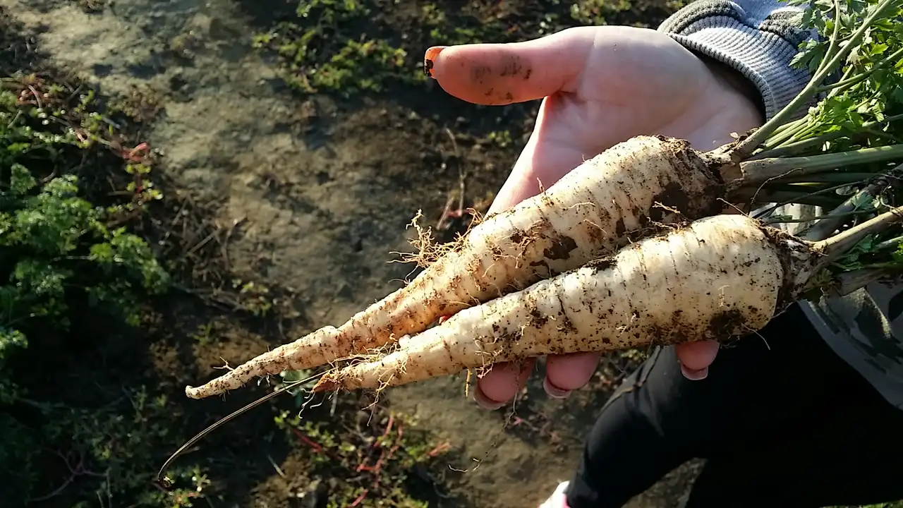 Korenasti peršun i 6 njegovih prednosti - 7/21 Korenasti peršun i 6 njegovih prednosti | Istaknuta slika 7/21 |