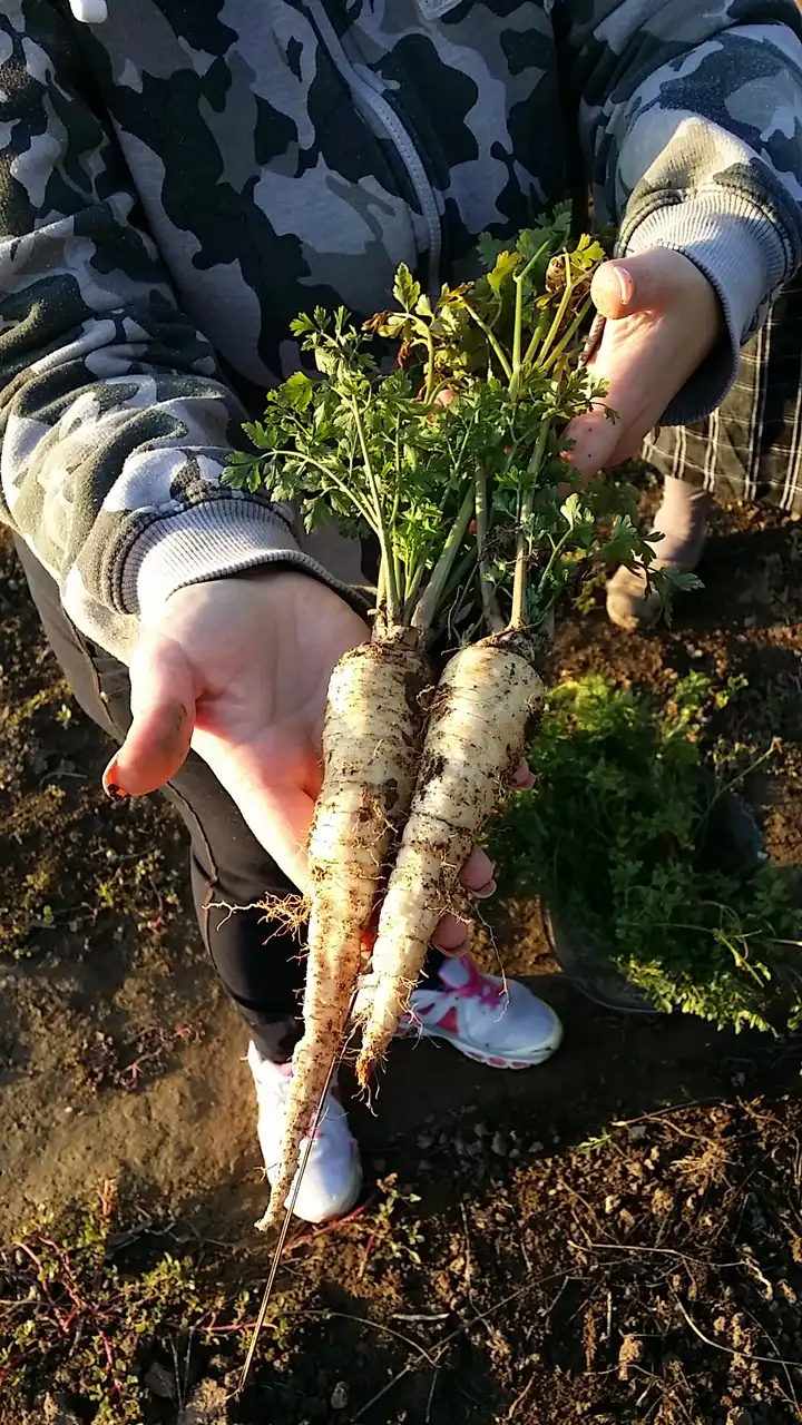 Korenasti peršun i 6 njegovih prednosti - 6/21 Korenasti peršun i 6 njegovih prednosti | Istaknuta slika 6/21 |