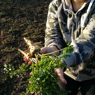 Korenasti peršun i 6 njegovih prednosti - 5/21 Korenasti peršun i 6 njegovih prednosti | Istaknuta slika 5/21 |