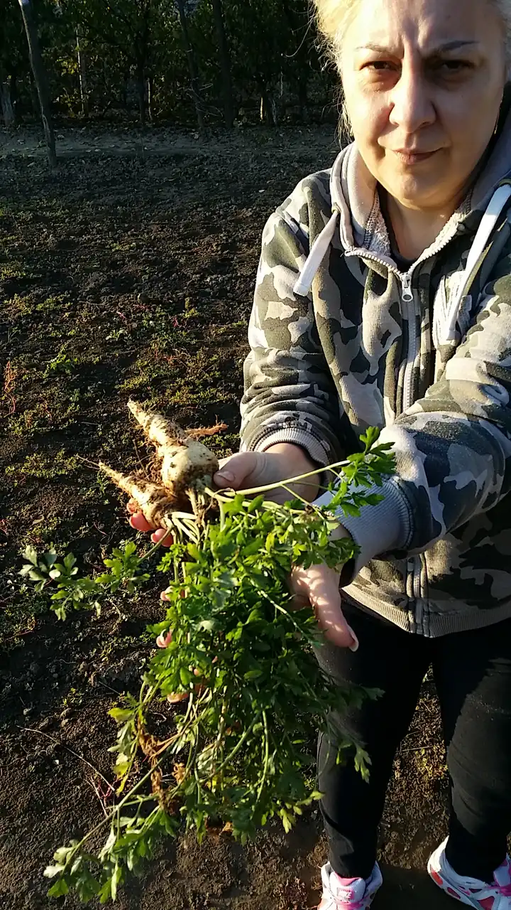 Korenasti peršun i 6 njegovih prednosti - 5/21 Korenasti peršun i 6 njegovih prednosti | Istaknuta slika 5/21 |