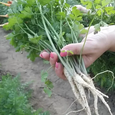 Korenasti peršun i 6 njegovih prednosti - 4/21 Korenasti peršun i 6 njegovih prednosti | Istaknuta slika 4/21 |