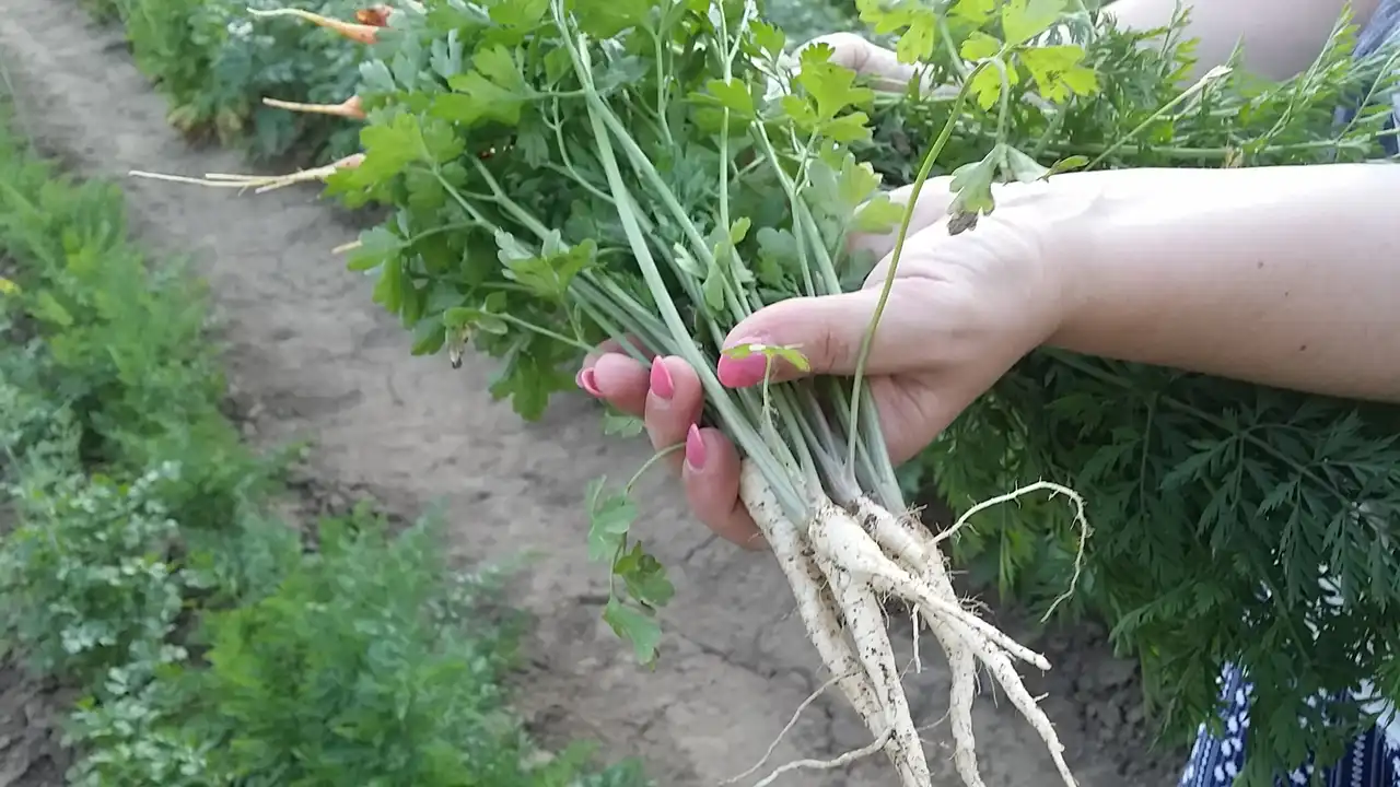 Korenasti peršun i 6 njegovih prednosti - 4/21 Korenasti peršun i 6 njegovih prednosti | Istaknuta slika 4/21 |