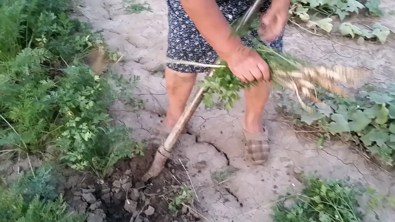 Korenasti peršun i 6 njegovih prednosti - 2/21 Korenasti peršun i 6 njegovih prednosti | Istaknuta slika 2/21 |