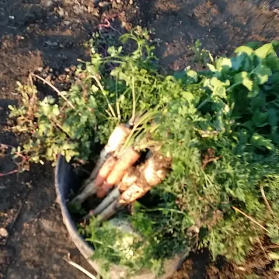 Korenasti peršun i 6 njegovih prednosti - 19/21 Korenasti peršun i 6 njegovih prednosti | Istaknuta slika 19/21 |