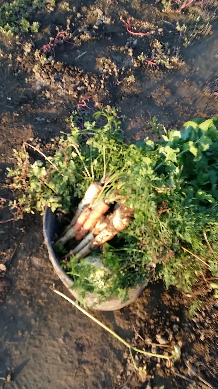 Korenasti peršun i 6 njegovih prednosti - 19/21 Korenasti peršun i 6 njegovih prednosti | Istaknuta slika 19/21 |