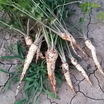 Korenasti peršun i 6 njegovih prednosti - 1/21 Korenasti peršun i 6 njegovih prednosti | Istaknuta slika 1/21 |