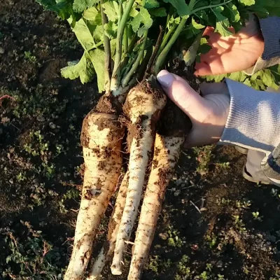 Korenasti peršun i 6 njegovih prednosti - 18/21 Korenasti peršun i 6 njegovih prednosti | Istaknuta slika 18/21 |