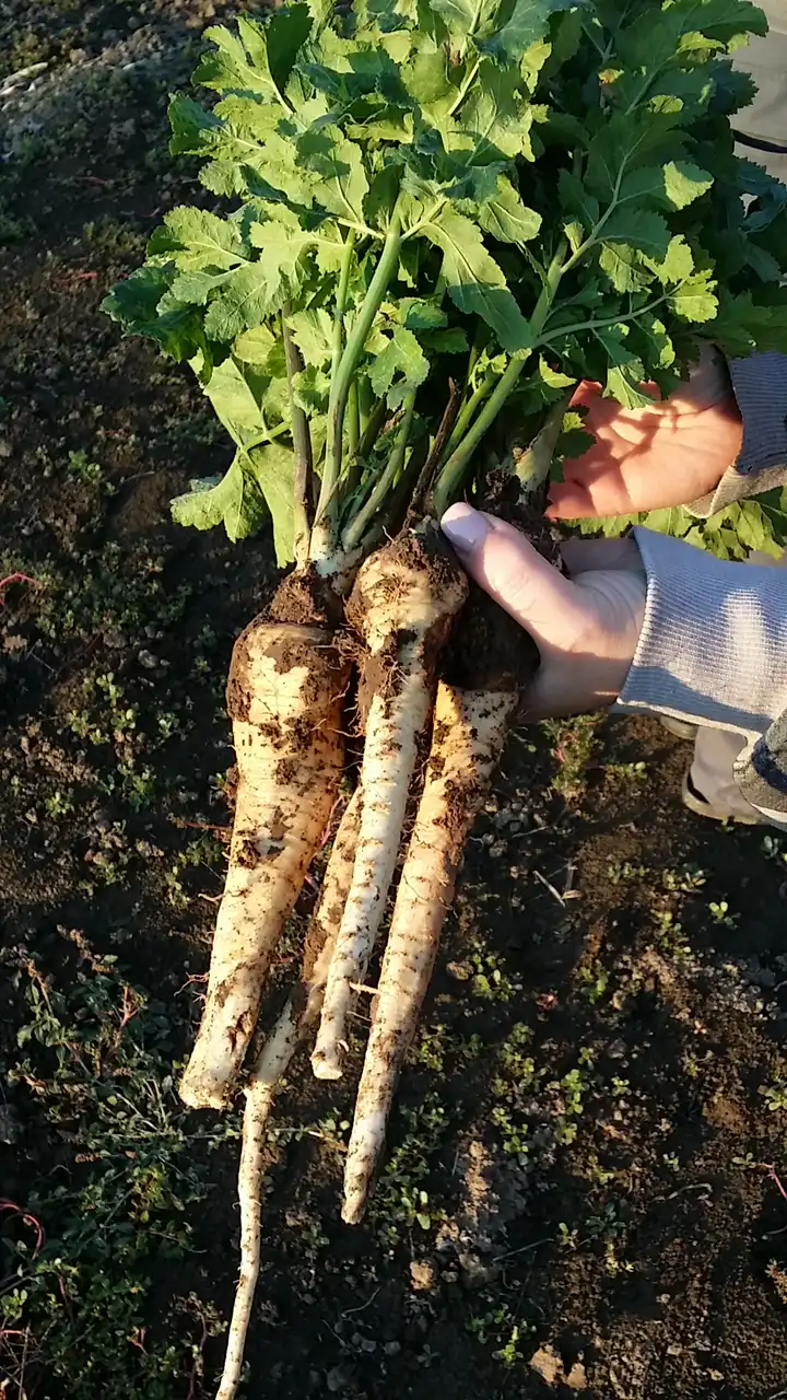 Korenasti peršun i 6 njegovih prednosti - 18/21 Korenasti peršun i 6 njegovih prednosti | Istaknuta slika 18/21 |