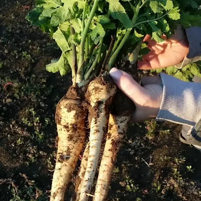 Korenasti peršun i 6 njegovih prednosti - 17/21 Korenasti peršun i 6 njegovih prednosti | Istaknuta slika 17/21 |