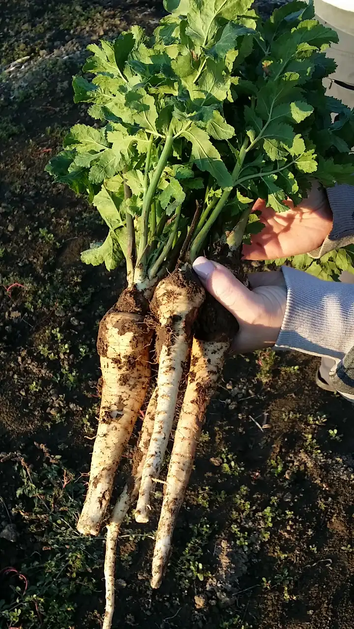 Korenasti peršun i 6 njegovih prednosti - 17/21 Korenasti peršun i 6 njegovih prednosti | Istaknuta slika 17/21 |