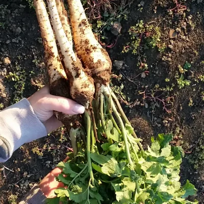 Korenasti peršun i 6 njegovih prednosti - 21/21 Korenasti peršun i 6 njegovih prednosti | Istaknuta slika 21/21 |