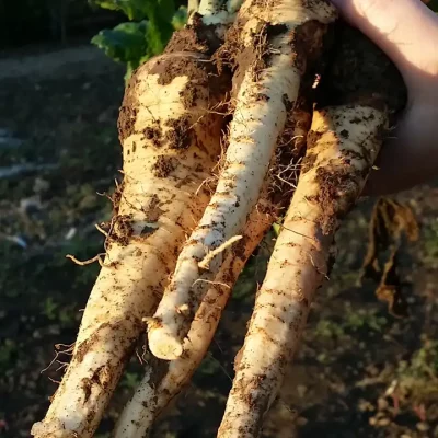 Korenasti peršun i 6 njegovih prednosti - 16/21 Korenasti peršun i 6 njegovih prednosti | Istaknuta slika 16/21 |