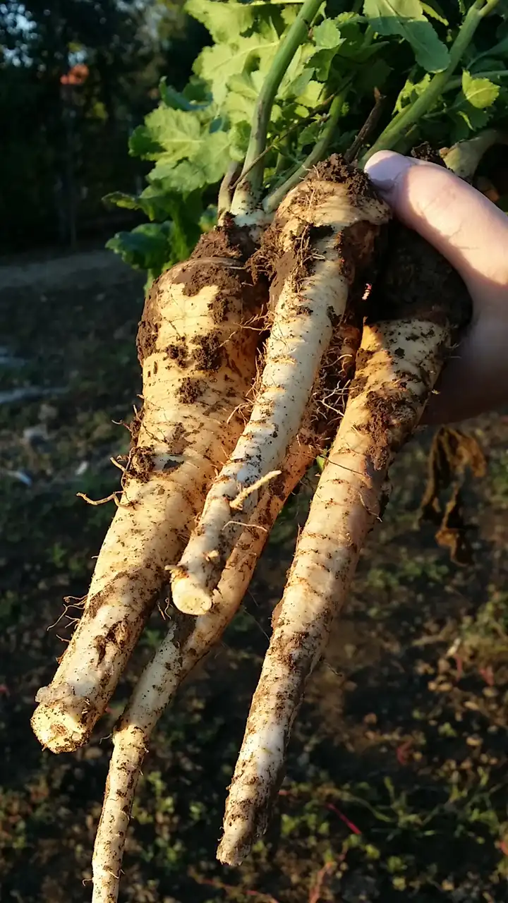 Korenasti peršun i 6 njegovih prednosti - 16/21 Korenasti peršun i 6 njegovih prednosti | Istaknuta slika 16/21 |