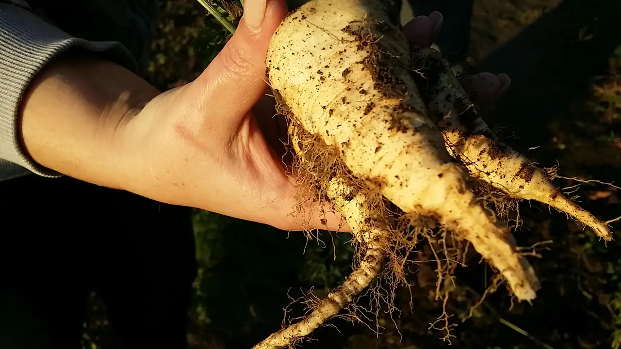 Korenasti peršun i 6 njegovih prednosti - 15/21 Korenasti peršun i 6 njegovih prednosti | Istaknuta slika 15/21 |