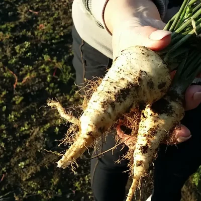 Korenasti peršun i 6 njegovih prednosti - 14/21 Korenasti peršun i 6 njegovih prednosti | Istaknuta slika 14/21 |