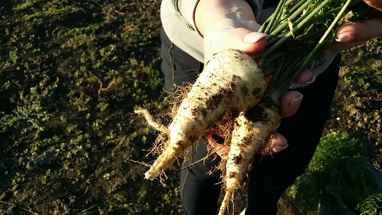 Korenasti peršun i 6 njegovih prednosti - 14/21 Korenasti peršun i 6 njegovih prednosti | Istaknuta slika 14/21 |