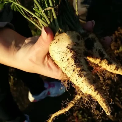 Korenasti peršun i 6 njegovih prednosti - 13/21 Korenasti peršun i 6 njegovih prednosti | Istaknuta slika 13/21 |