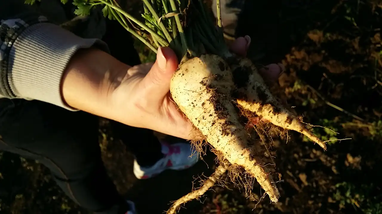 Korenasti peršun i 6 njegovih prednosti - 13/21 Korenasti peršun i 6 njegovih prednosti | Istaknuta slika 13/21 |