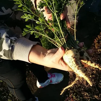 Korenasti peršun i 6 njegovih prednosti - 12/21 Korenasti peršun i 6 njegovih prednosti | Istaknuta slika 12/21 |