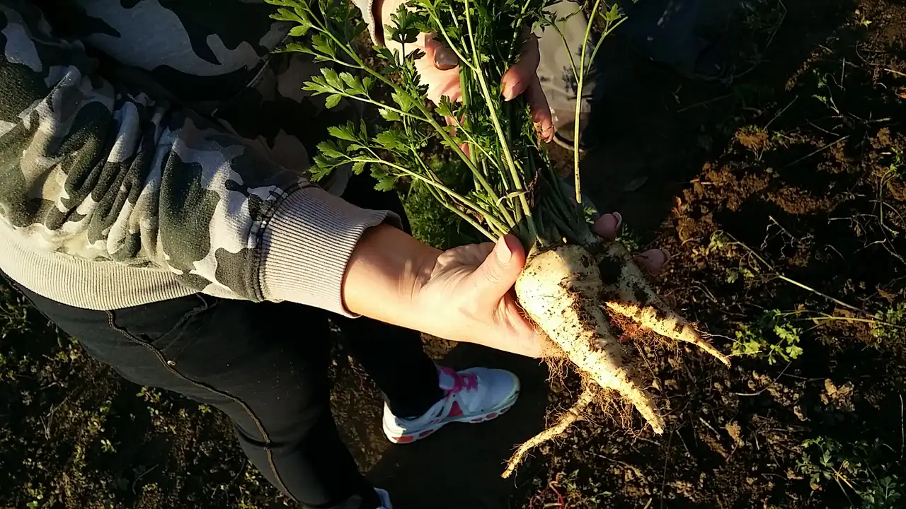 Korenasti peršun i 6 njegovih prednosti - 12/21 Korenasti peršun i 6 njegovih prednosti | Istaknuta slika 12/21 |