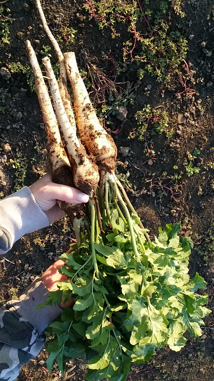 Korenasti peršun i 6 njegovih prednosti - 21/21 Korenasti peršun i 6 njegovih prednosti | Istaknuta slika 21/21 |