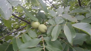 Orah za bogatu trpezu i 8 učinka za zdravlje