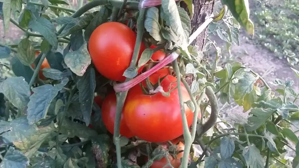 Domaći kuvani paradajz | Istaknuta slika 4/4 | Ključni, sastojak, za, sosove, i, čorbe