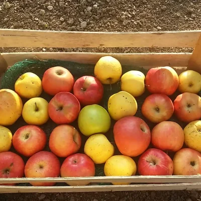 Domaći pire od jabuka