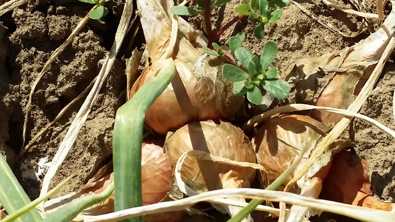 Zdravstvene prednosti luka