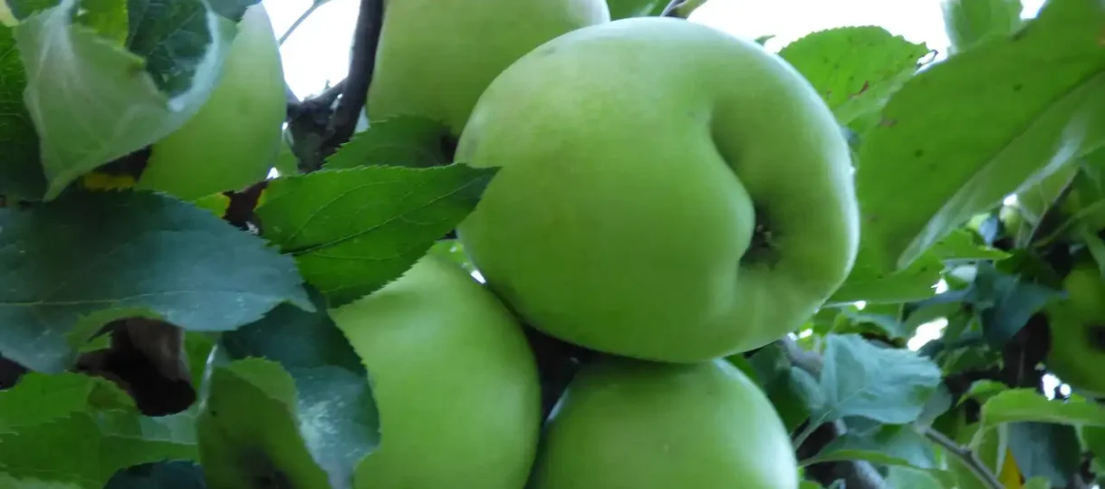 12 razloga zašto jabuke čuvaju zdravlje celu godinu